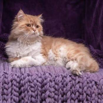 Jeremy Katter -  Domestic Long Hair and Domestic Short Hair Cat for Adoption in Hudson, Massachusetts - Jeremy Katter | PetCurious