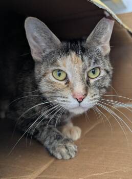 Domestic Short Hair Cats Available for Adoption - Alpine Skiing | PetCurious