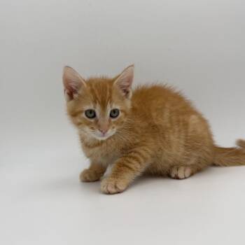 Anvil -  Domestic Short Hair Cat for Adoption in State College, Pennsylvania - Anvil | PetCurious