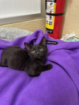 Rescue Domestic Short Hair Cats for Adoption in Parlier, California - Mr. Milo | PetCurious