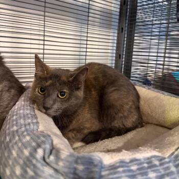 Cinnamon -  Domestic Short Hair Cat for Adoption in Hanna City, Illinois - Cinnamon | PetCurious