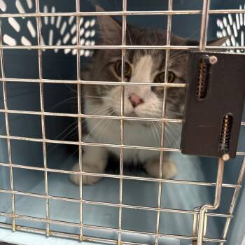 Domestic Medium Hair Cats Available for Adoption in Spokane, Washington - Hero | PetCurious