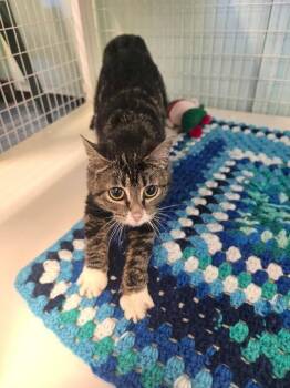 Fable -  Domestic Short Hair Cat for Adoption in Cortland, New York - Fable | PetCurious