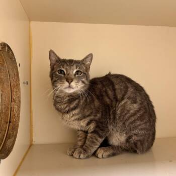 Merlin -  Domestic Short Hair Cat for Adoption in Myerstown, Pennsylvania - Merlin | PetCurious