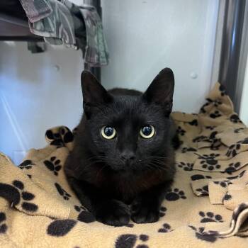 Domestic Short Hair Cats Available for Adoption in Fairmont, Minnesota - Mystic | PetCurious