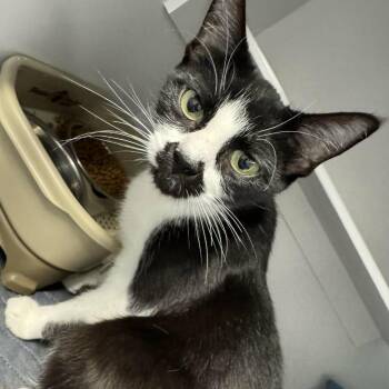 Hope -  Domestic Short Hair Cat for Adoption in Chilliwack, British Columbia - Hope | PetCurious