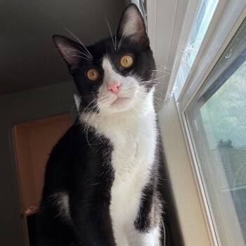 Rescue Domestic Short Hair Cats for Adoption in Boerne, Texas - Oreo Speedwagon | PetCurious