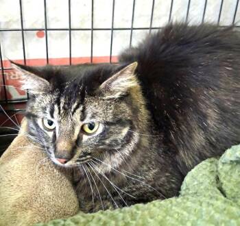 Domestic Medium Hair Cats Available for Adoption in Ogden, Utah - Dennis | PetCurious