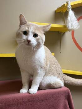 Domestic Short Hair Cats Available for Adoption in Maryville, Missouri - Butters | PetCurious
