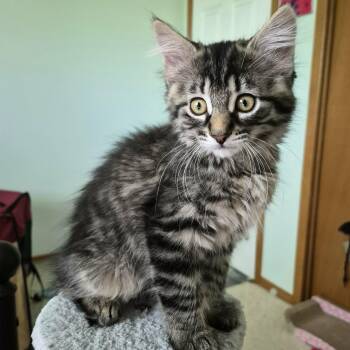 BONKERS -  Domestic Medium Hair Cat Available for Adoption in Delhi, Ontario - BONKERS | PetCurious