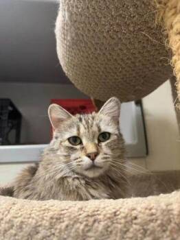 Rosa -  Domestic Medium Hair Cat for Adoption in Williamsport, Pennsylvania - Rosa | PetCurious