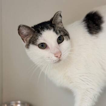 Domestic Short Hair Cats Available for Adoption - Alexis | PetCurious