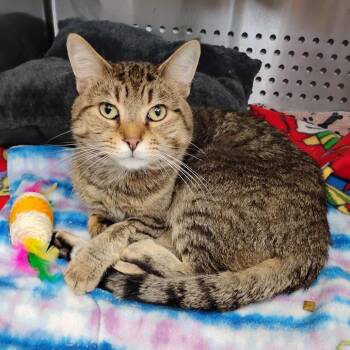 Domestic Short Hair Cats Available for Adoption in Decherd, Tennessee - Leo | PetCurious