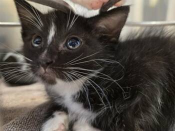 A1048556 -  Domestic Short Hair Cat for Adoption in Martinez, California - A1048556 | PetCurious