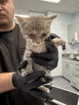 MOCHA -  Domestic Short Hair Cat for Adoption in Charlotte, North Carolina - MOCHA | PetCurious