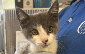 GERMANY -  Domestic Short Hair Cat for Adoption in Camarillo, California - GERMANY | PetCurious