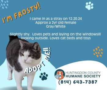 Domestic Short Hair Cats Available for Adoption - Frosty | PetCurious