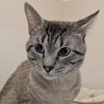 Willow -  Siamese Cat for Adoption in Green Valley, Arizona - Willow | PetCurious