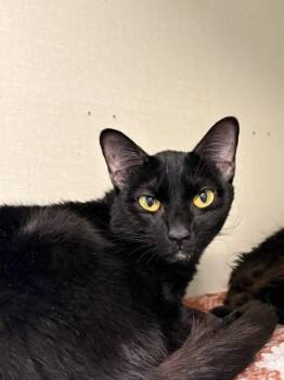 Luna -  Domestic Short Hair Cat for Adoption in Fort Collins, Colorado - Luna | PetCurious