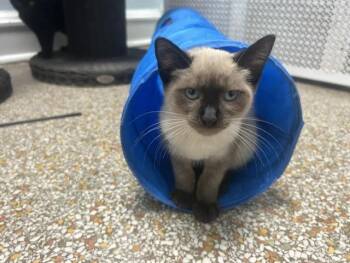 Nirvana -  Siamese Cat for Adoption in Chicago, Illinois - Nirvana | PetCurious