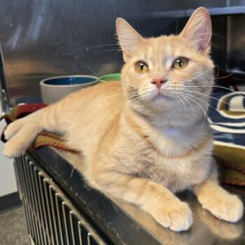 Rumi -  Domestic Short Hair Cat for Adoption in Watertown, Wisconsin - Rumi | PetCurious
