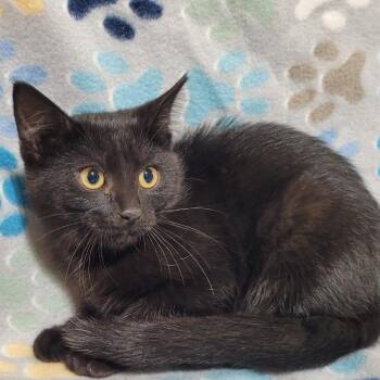 Mouse -  Domestic Short Hair Cat for Adoption in Traverse City, Michigan - Mouse | PetCurious