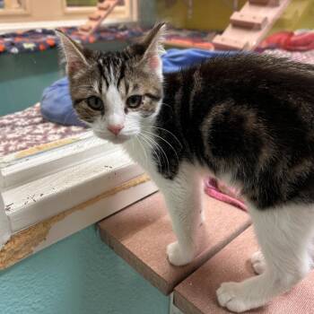 Domestic Short Hair Cats Available for Adoption - Teddy | PetCurious