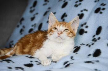 Chauncy -  Domestic Short Hair Cat for Adoption in Fruit Heights, Utah - Chauncy | PetCurious