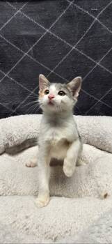 Rescue Domestic Short Hair Cats for Adoption in Wabash, Indiana - Olive | PetCurious