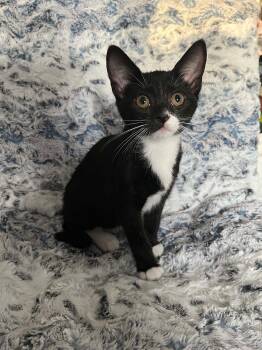 Rescue Domestic Short Hair Cats for Adoption in Winnipeg, Manitoba - Harmonia | PetCurious