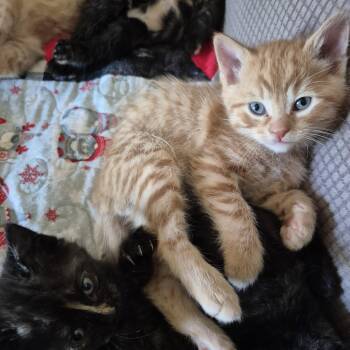 Rubius -  Domestic Short Hair Cat for Adoption in Walled Lake, Michigan - Rubius | PetCurious