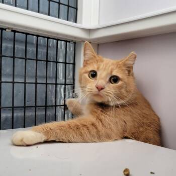 Domestic Short Hair Cats Available for Adoption - Ladybird | PetCurious