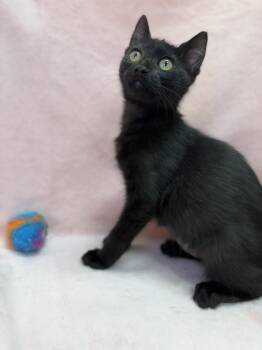 Rye -  Domestic Short Hair Cat for Adoption in Greensboro, North Carolina - Rye | PetCurious