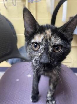 Selma -  Domestic Short Hair Cat for Adoption in Westland, Michigan - Selma | PetCurious