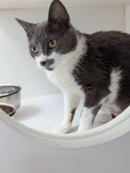 Rescue Domestic Short Hair Cats for Adoption in Mount Vernon, Ohio - Reba | PetCurious