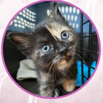 Painted Lady -  Domestic Short Hair Cat for Adoption in Toms River, New Jersey - Painted Lady | PetCurious