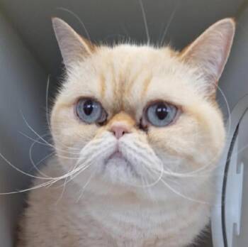 Exotic Shorthair and Persian Cats Available for Adoption - Precious | PetCurious