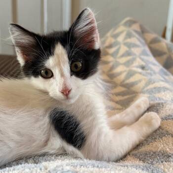 Nyu -  Domestic Short Hair Cat for Adoption in Los Angeles, California - Nyu | PetCurious