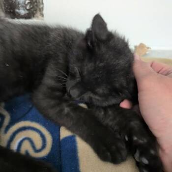 Kookaburra -  Domestic Long Hair Cat for Adoption in Spanish Fork, Utah - Kookaburra | PetCurious