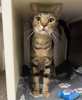 Angela 65062 -  Domestic Short Hair Cat for Adoption in Aiken, South Carolina - Angela 65062 | PetCurious