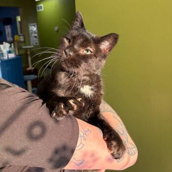 Ganache -  Domestic Short Hair Cat for Adoption in Bloomington, Illinois - Ganache | PetCurious
