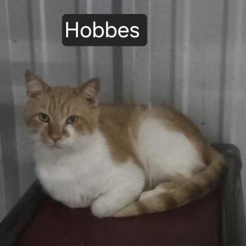 Hobbes -  Domestic Short Hair Cat for Adoption in Snow Hill, North Carolina - Hobbes | PetCurious