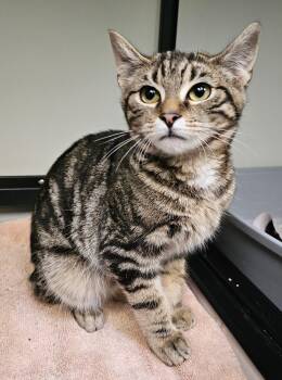 Domestic Short Hair Cats Available for Adoption in Norwalk, Connecticut - Bam Bam (with Fred) | PetCurious