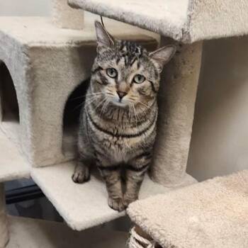 Domestic Short Hair Cats Available for Adoption - Zero | PetCurious