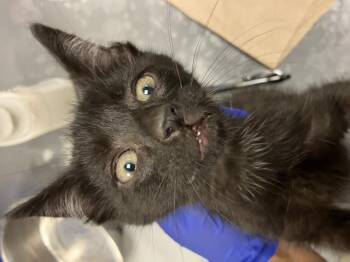Domestic Short Hair Cats Available for Adoption in Dallas, Texas - FISHER | PetCurious