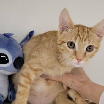 Coco -  Domestic Short Hair Cat for Adoption in Cumming, Georgia - Coco | PetCurious