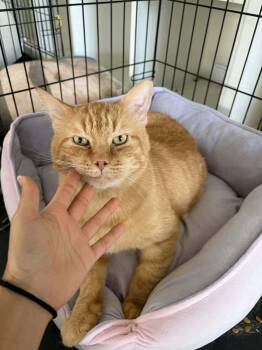 Bingo (FIV+) -  Domestic Short Hair Cat for Adoption in Glendale, Arizona - Bingo (FIV+) | PetCurious
