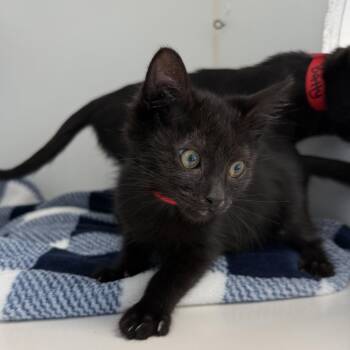 Serafina (bonded with Batty) -  Domestic Short Hair Cat for Adoption in Oakland, California - Serafina (bonded With Batty) | PetCurious