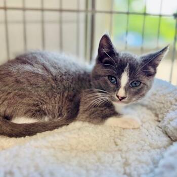 Boxcar -  Domestic Short Hair Cat for Adoption in Lebanon, Missouri - Boxcar | PetCurious