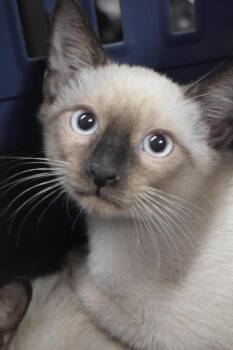 Samson -  Domestic Short Hair Cat for Adoption in Pahrump, Nevada - Samson | PetCurious